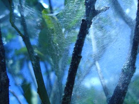Free Stock Photo of Spider web