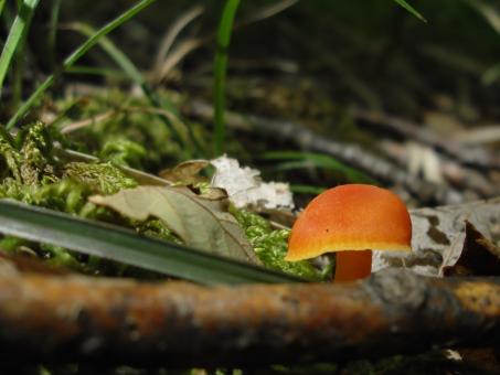 Free Stock Photo of Mushroom