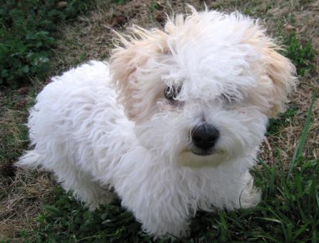 Free Stock Photo of Bichon Frise Puppy