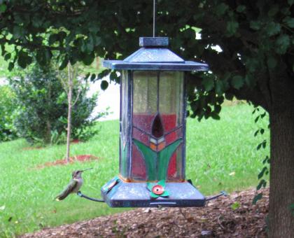 Free Stock Photo of Hummingbird on a Feeder
