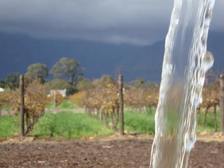 Free Stock Photo of A nice view of Nederburg vineyard