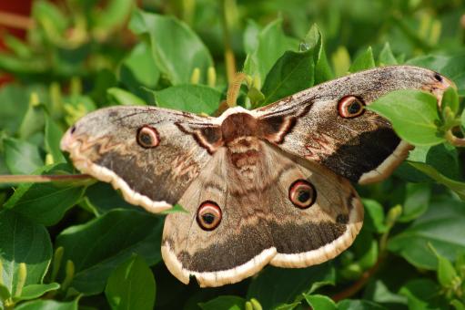 Free Stock Photo of Butterfly