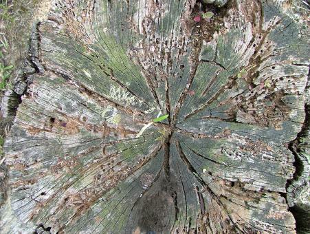 Free Stock Photo of Tree Stump