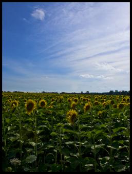 Free Stock Photo of Sunflower Field