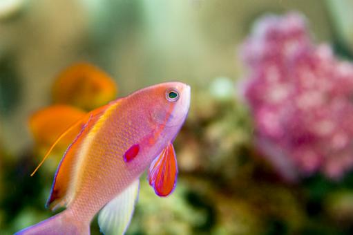 Free Stock Photo of Anthias