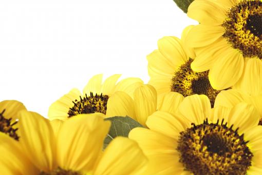 Free Stock Photo of Sunflowers