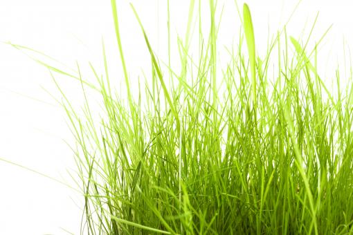 Free Stock Photo of Spring green grass