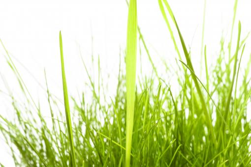 Free Stock Photo of spring green grass