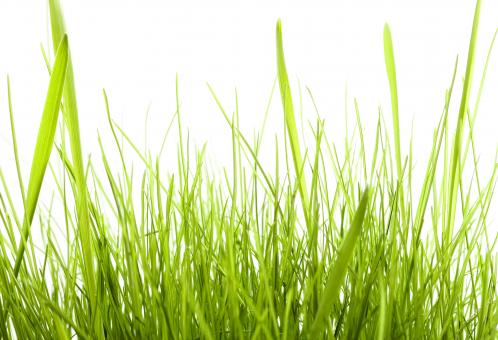 Free Stock Photo of isolated green grass