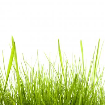 Free Stock Photo of isolated green grass