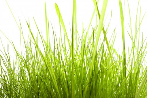 Free Stock Photo of Isolated green grass on white