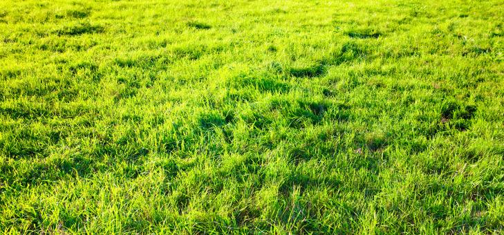 Free Stock Photo of green grass