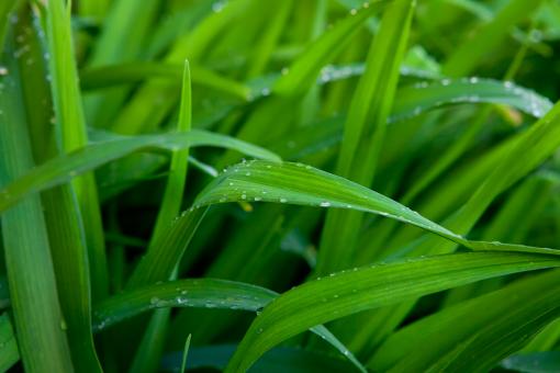 Free Stock Photo of green grass