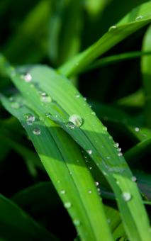 Free Stock Photo of green grass