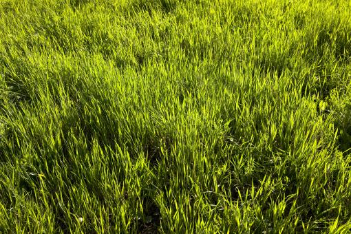 Free Stock Photo of green grass
