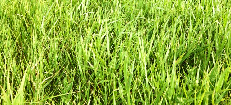 Free Stock Photo of green grass