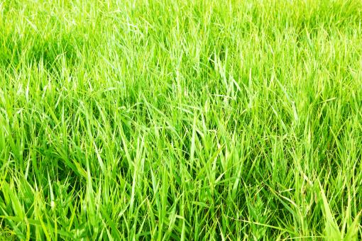 Free Stock Photo of green grass