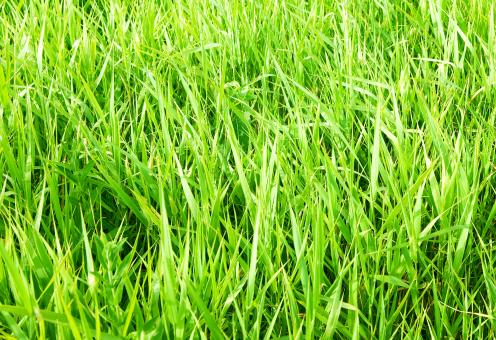 Free Stock Photo of green grass