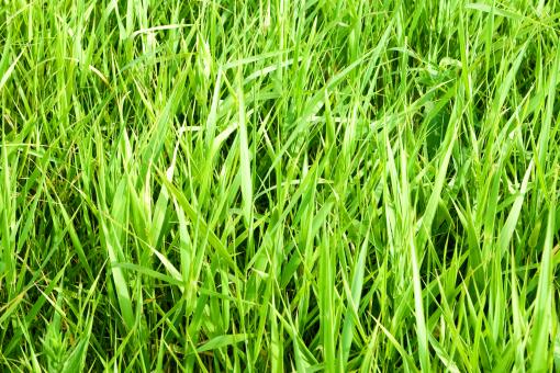 Free Stock Photo of green grass