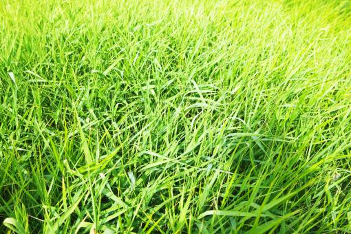 Free Stock Photo of spring green grass