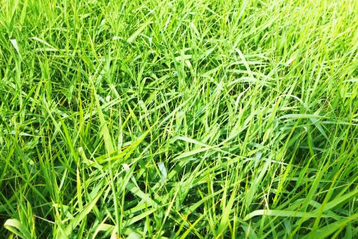 Free Stock Photo of spring green grass 