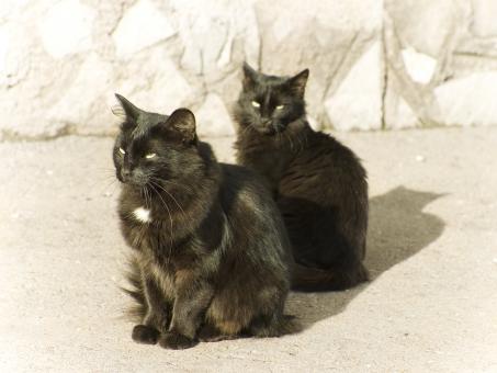 Free Stock Photo of Cats