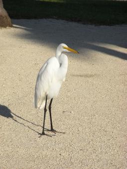 Free Stock Photo of White egret