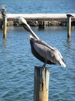 Free Stock Photo of Pelican
