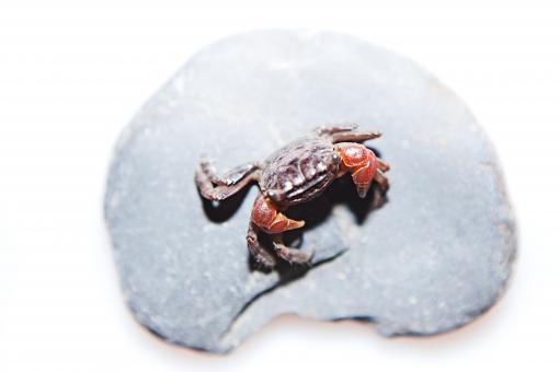 Free Stock Photo of Crab