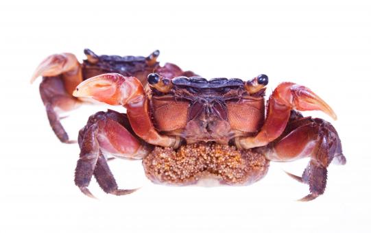 Free Stock Photo of Crabs