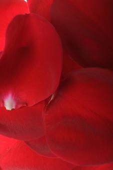Free Stock Photo of petals