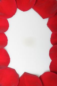 Free Stock Photo of petals