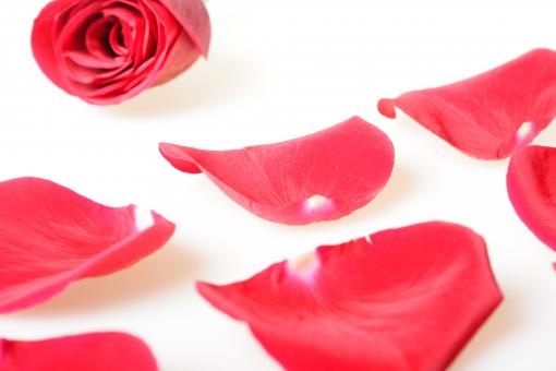 Free Stock Photo of rose petals
