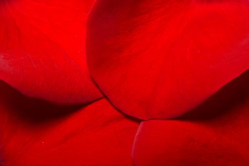Free Stock Photo of rose petals