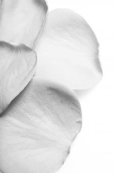 Free Stock Photo of rose petals