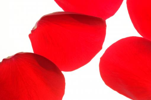 Free Stock Photo of rose petals