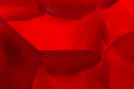 Free Stock Photo of rose petals