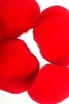 Free Stock Photo of rose petals