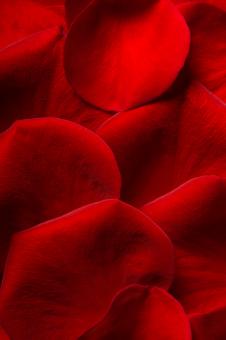 Free Stock Photo of rose petals