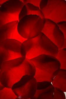 Free Stock Photo of rose petals