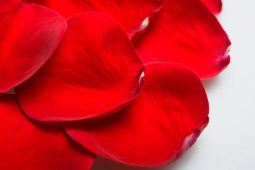 Free Stock Photo of Rose petals