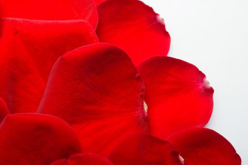 Free Stock Photo of rose petals