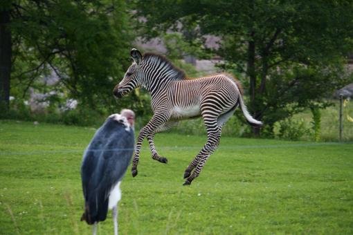 Free Stock Photo of Jumping Zebra