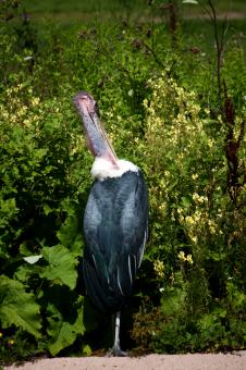 Free Stock Photo of Pelican