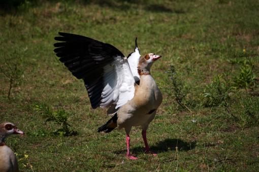Free Stock Photo of Goose