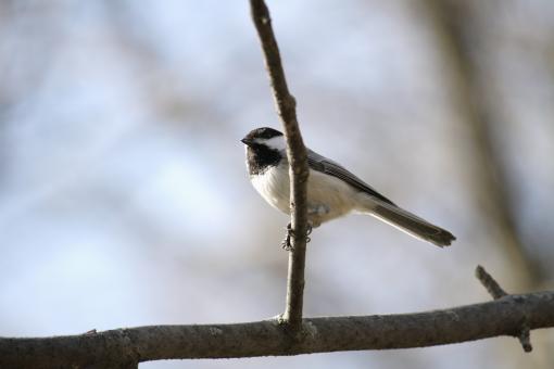 Free Stock Photo of Small Bird