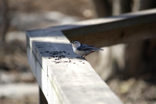 Free Stock Photo of Small Bird