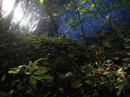 Free Stock Photo of Forest Light