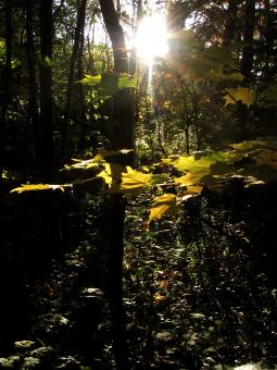 Free Stock Photo of Forest Light