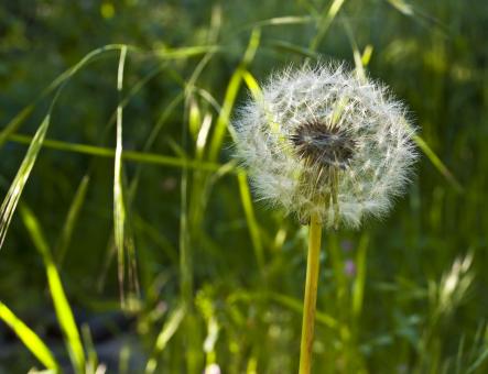 Free Stock Photo of Spring Dandelion